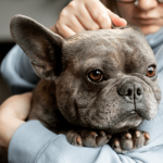 Top Strategies to Help Your Dog Cope with Separation Anxiety