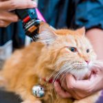 The Ultimate Guide to Cat Grooming and Care