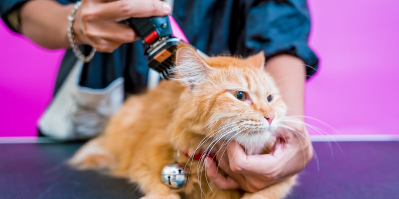 Cat Grooming Care Reference: The Ultimate Guide To Cat Grooming And Care